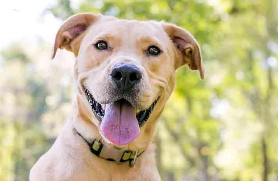 Wheaten Terrier Labrador Mix