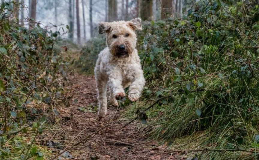 Wheaten Terrier Playing