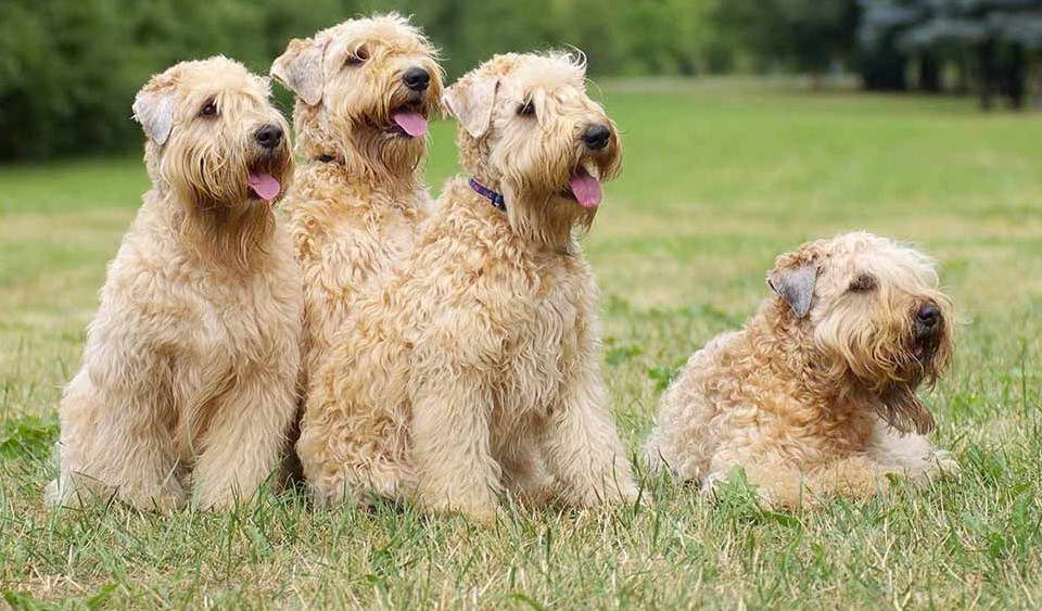 Wheaten Terrier Rescue Dogs