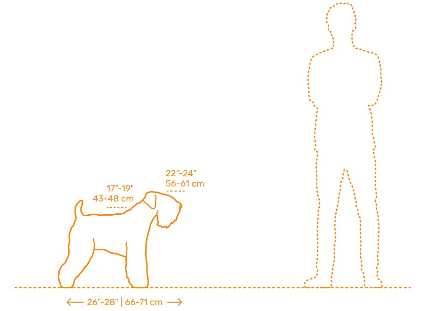 Wheaten Terrier Size Chart