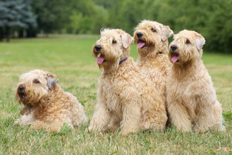 Wheaten Terrier Size Chart