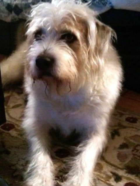 Wheaten Terrier Tucson