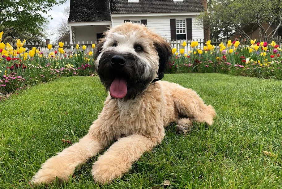 Wheaten Terrier Virginia