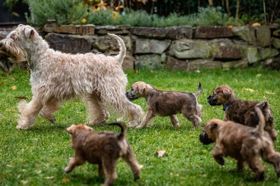 Wheaten Terrier Welpen