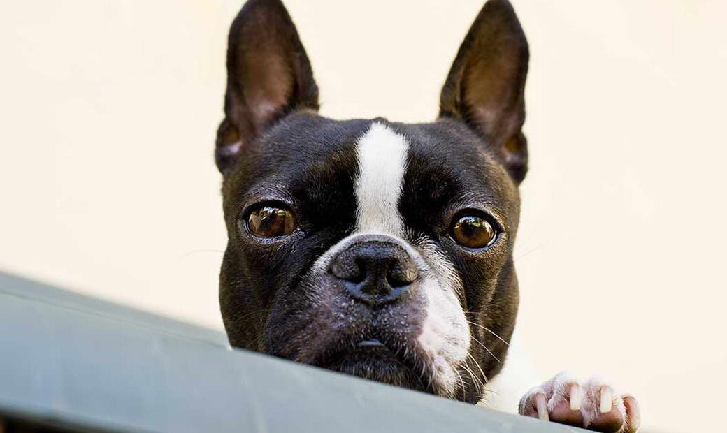 When Is A Boston Terrier Full Grown