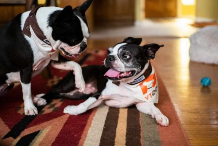 When Should You Neuter A Boston Terrier