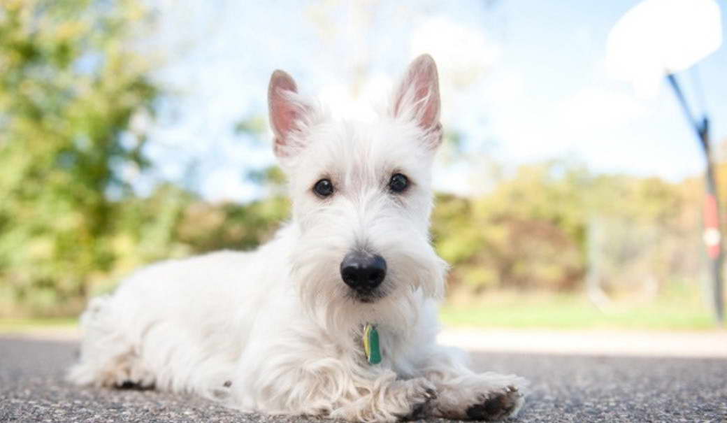 White Scottish Terrier Pictures