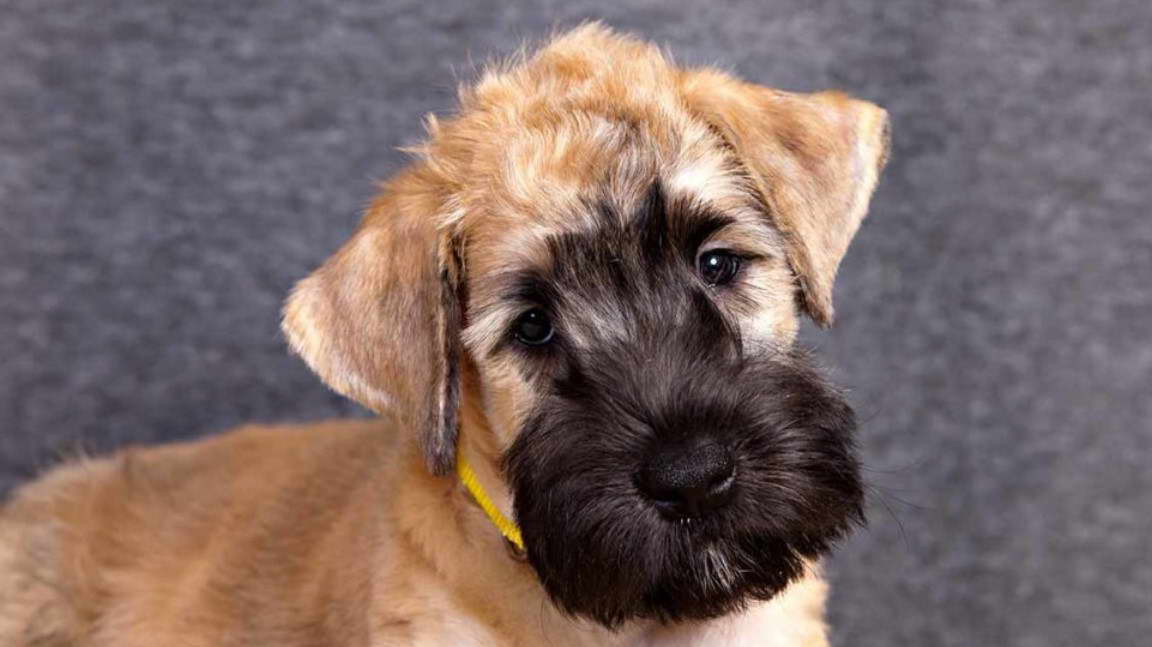 White Wheaten Terrier Puppies For Sale