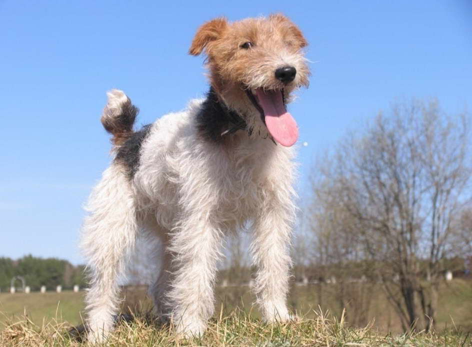 Wire Coated Terrier Breeds