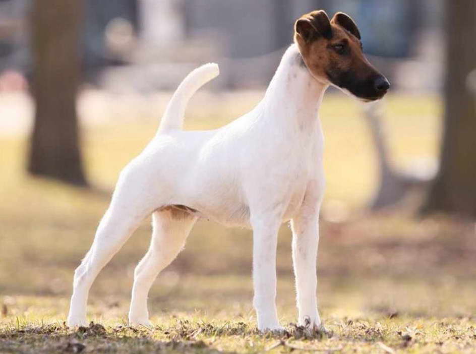 Wire Fox Terrier Breed Standard