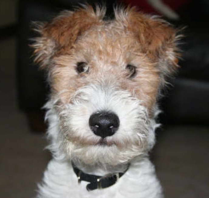 Wire Fox Terrier Fluffy