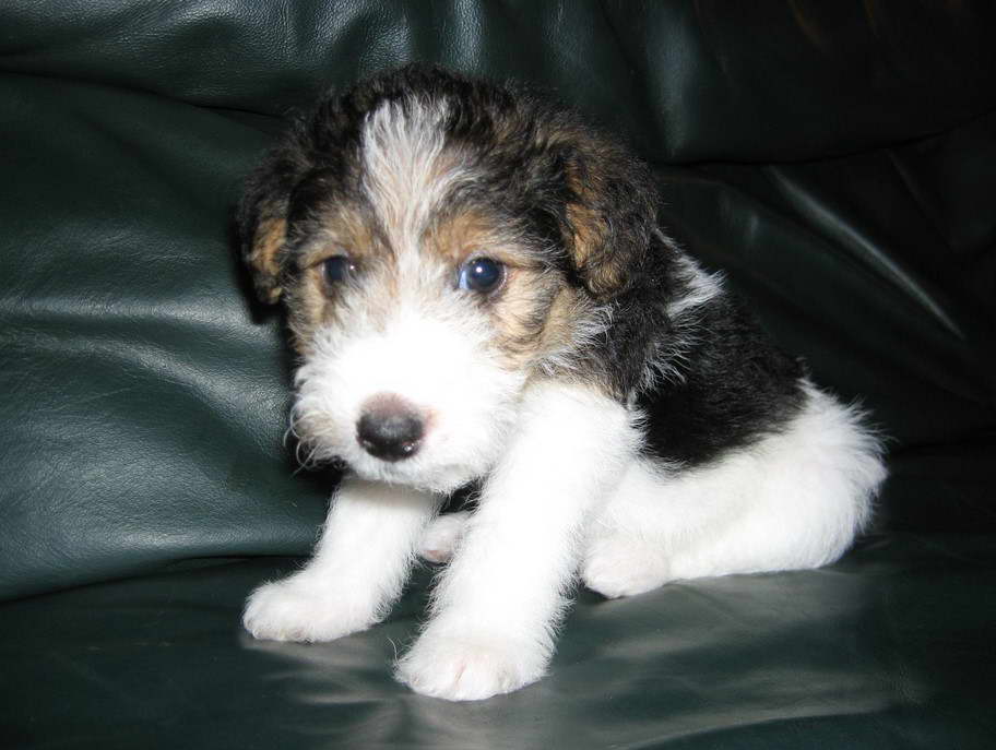 Wire Fox Terrier Mix Puppies For Sale