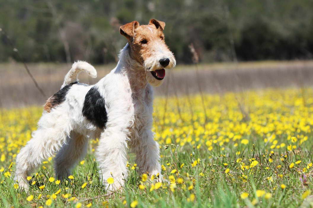 Wire Fox Terrier Puppies Breeders