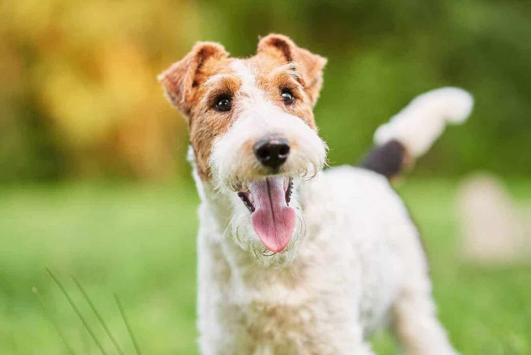 Wire Haired Fox Terrier Photos