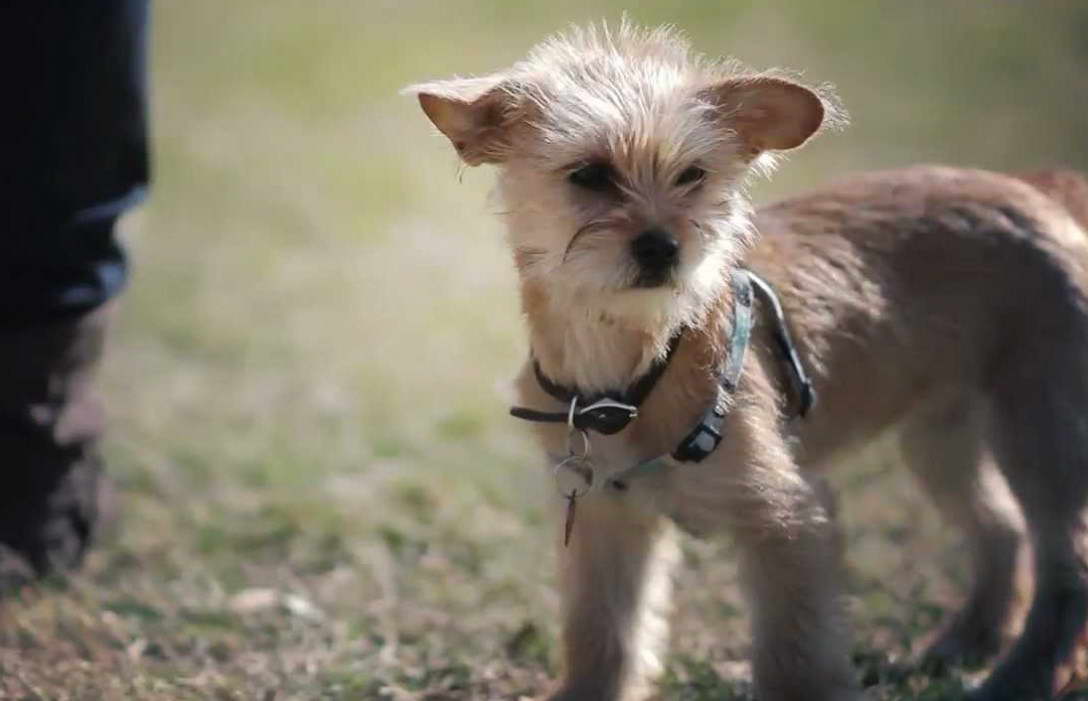 Wire Haired Terrier Chihuahua Mix Puppy