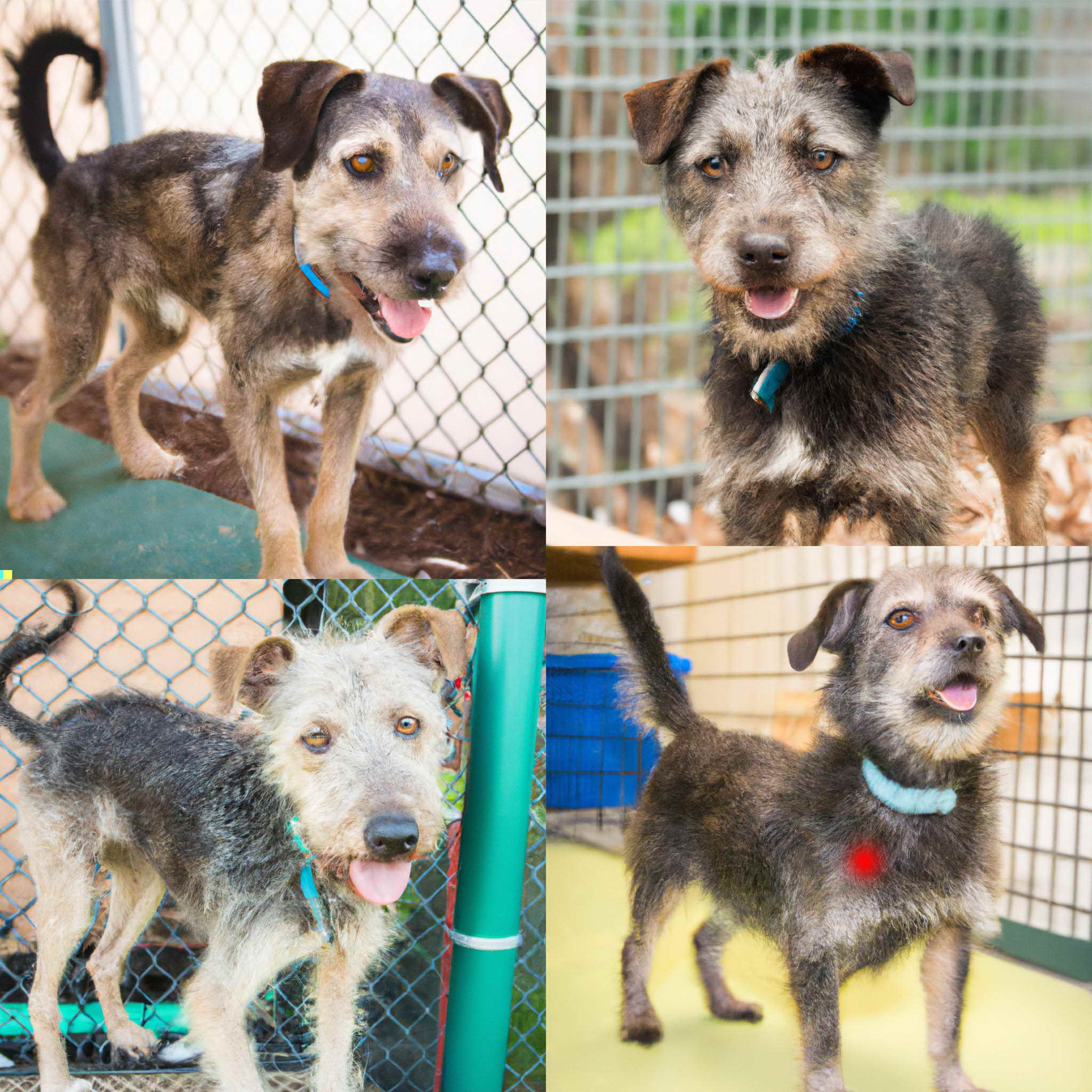 Wire Haired Terrier Mix For Adoption