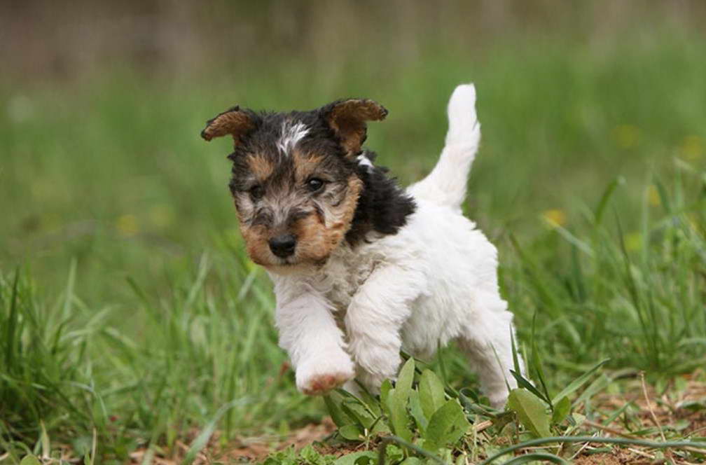 Wire Haired Terrier Mix For Adoption