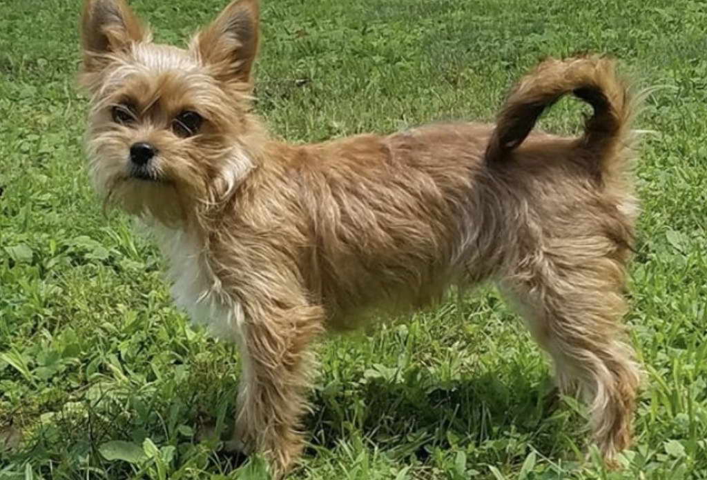 Wire Haired Yorkshire Terrier