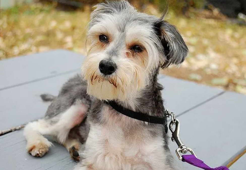 Yorkshire Terrier And Schnauzer Mix