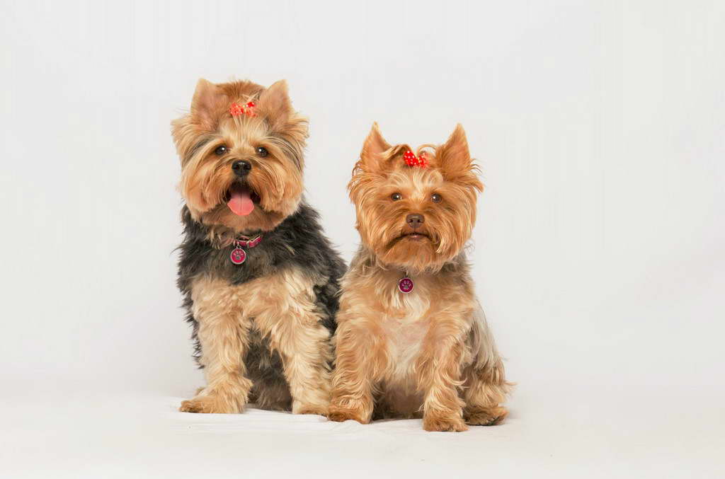 Yorkshire Terrier Breeders In Ohio