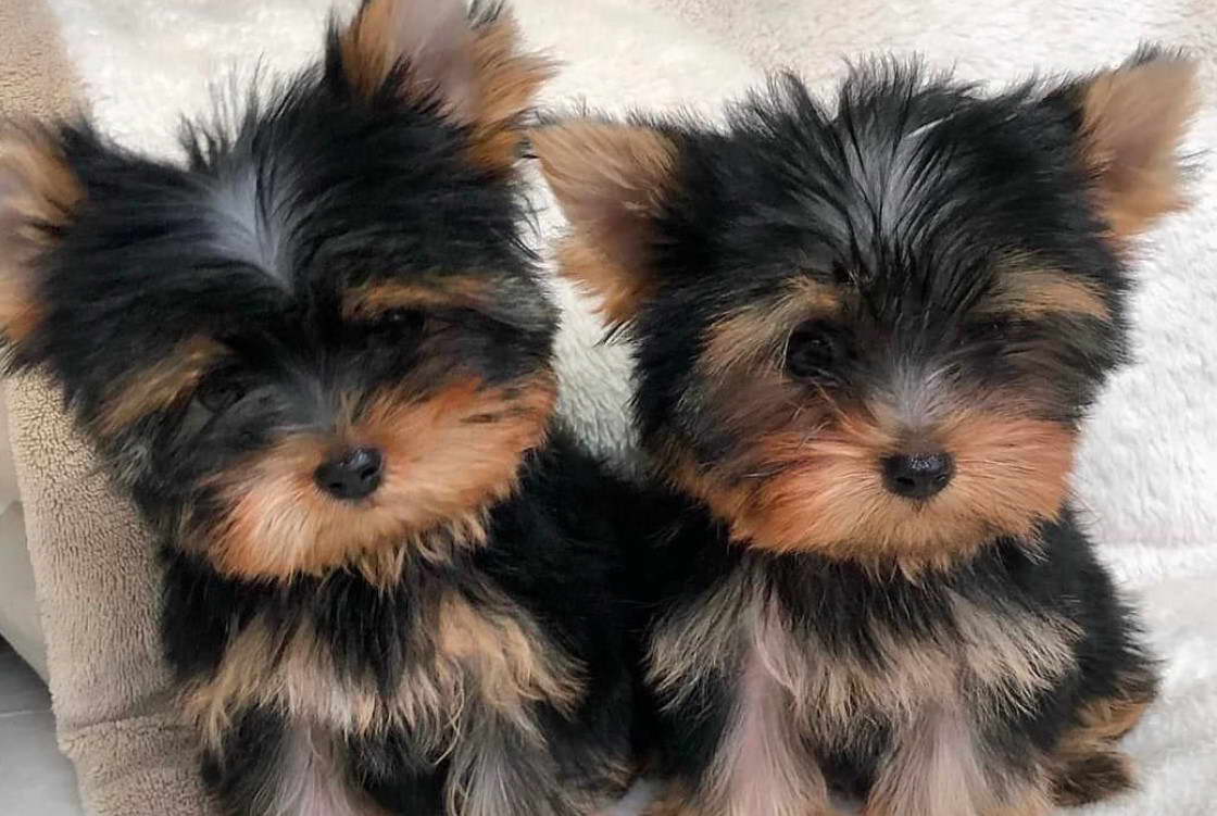 Yorkshire Terrier Breeders In Sc