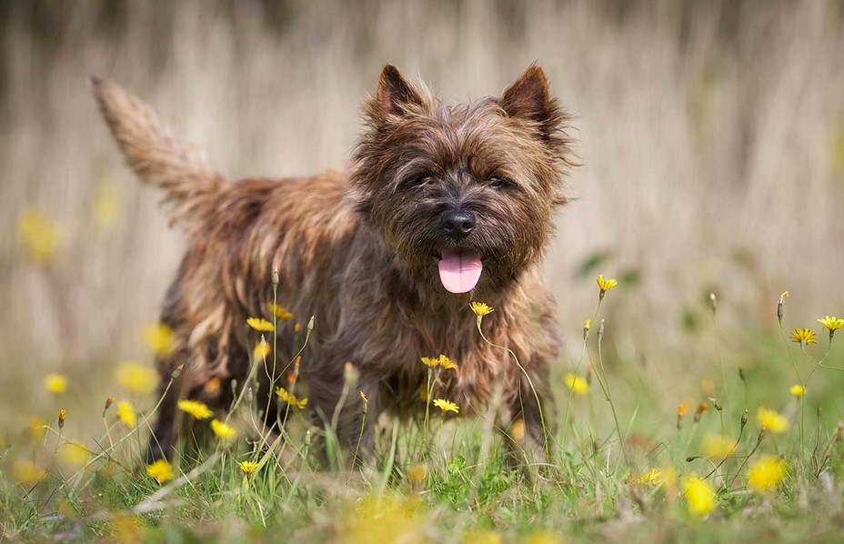 Silver Brindle Cairn Terrier