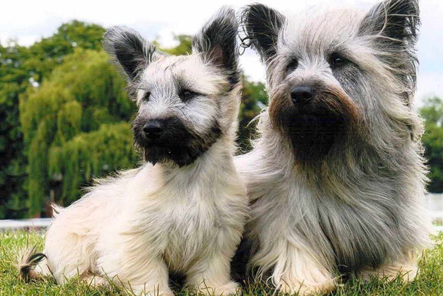 Skye Terrier Database