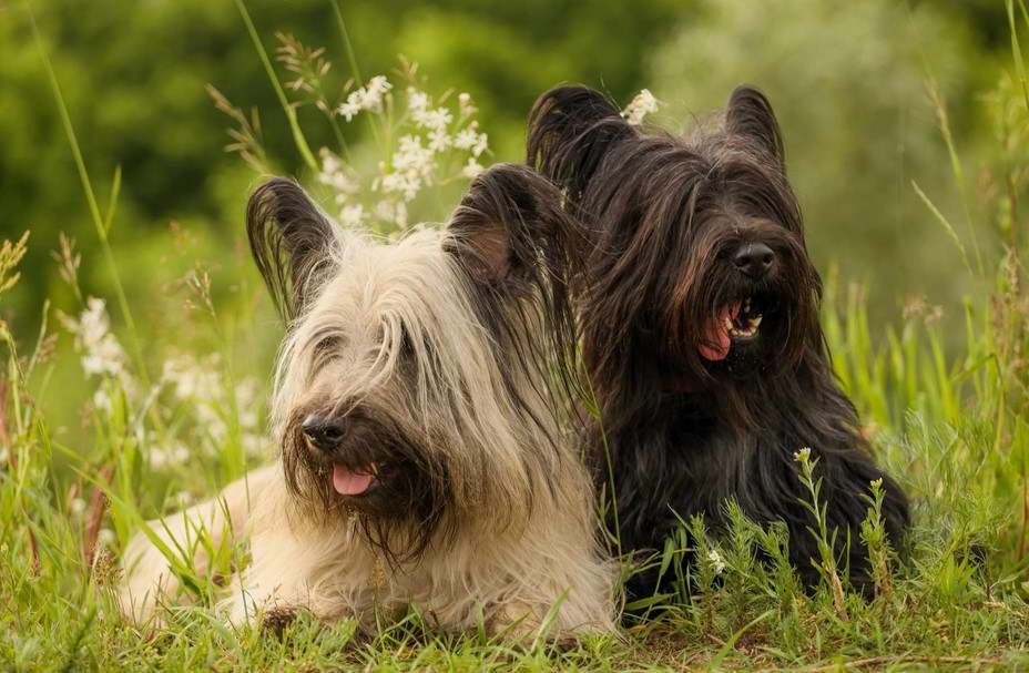 Skye Terrier Personality