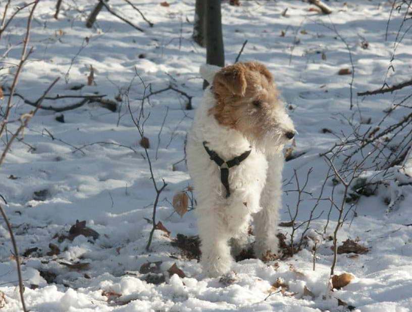 Smooth Fox Terrier Breeders Texas