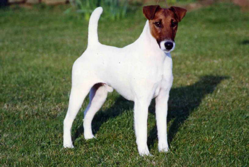 Smooth Fox Terrier Colorado