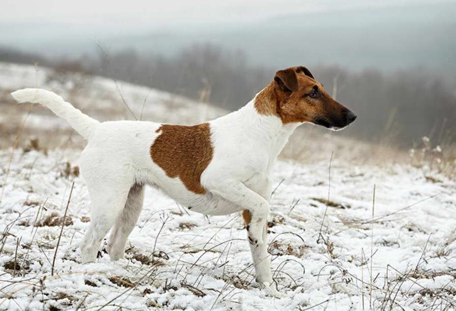 smooth fox terrier jack russell mix