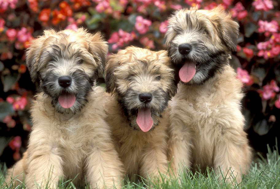 Soft Coated Wheaten Terrier And Cats