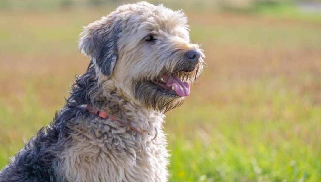 soft coated wheaten terrier breeders ireland