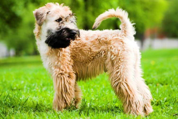 soft coated wheaten terrier breeders ohio