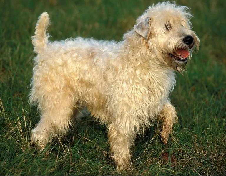 Soft Coated Wheaten Terrier Colorado