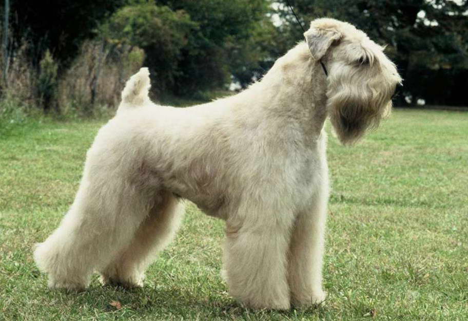 Soft Coated Wheaten Terrier Kennel Club