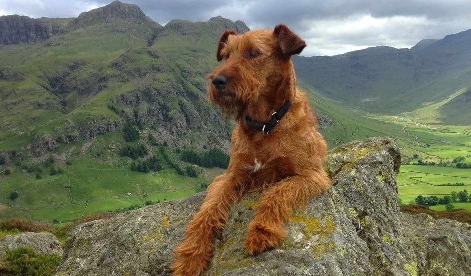 Southern Irish Terrier