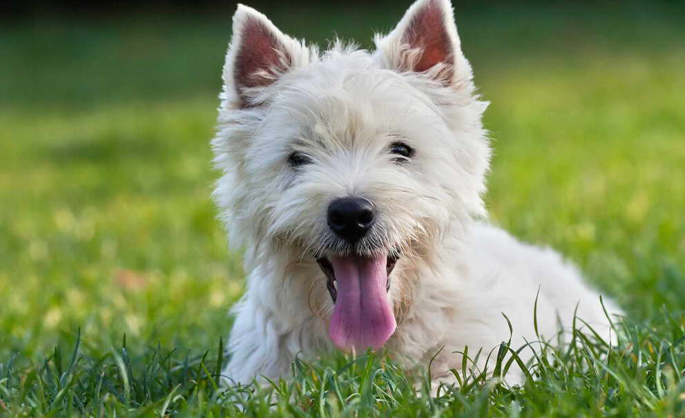 Southern West Highland White Terrier Club