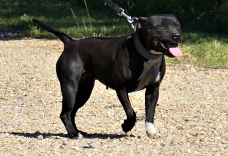 staffordshire bull terrier alberta