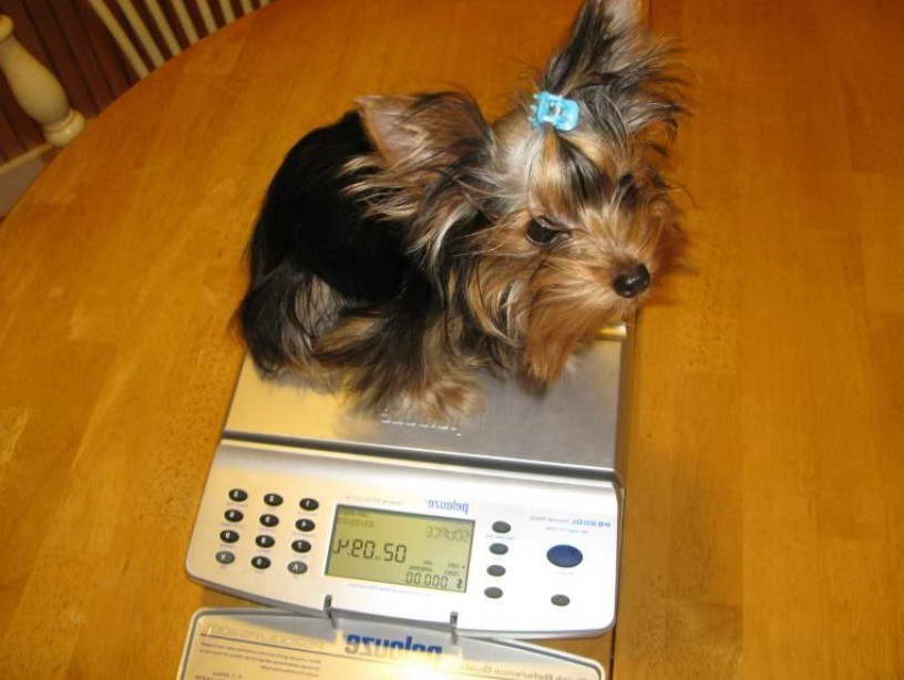 12 Pound Yorkshire Terrier