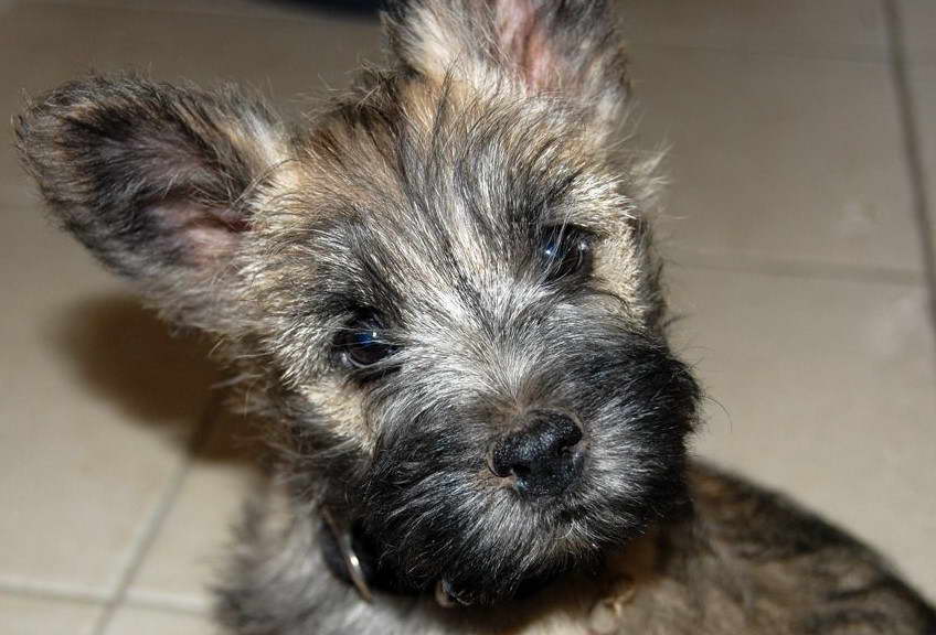 12 Week Old Cairn Terrier