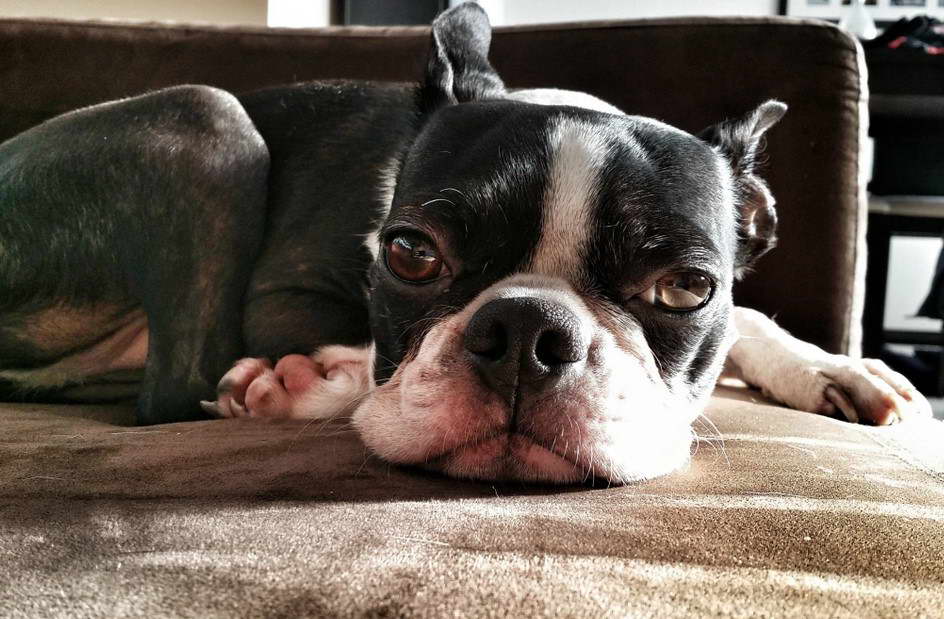 13 Year Old Boston Terrier