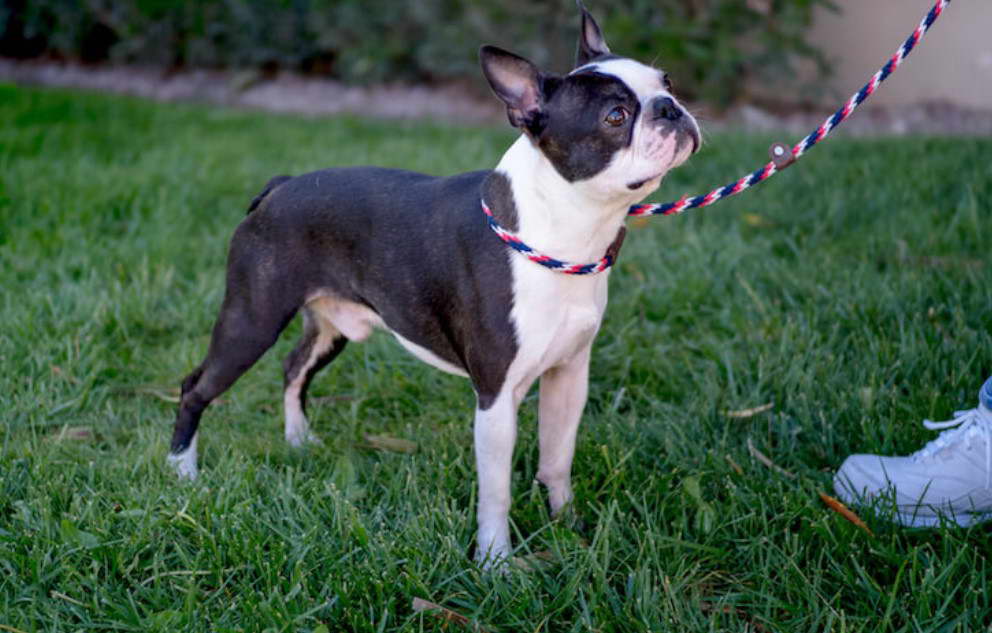 20 Lb Boston Terrier