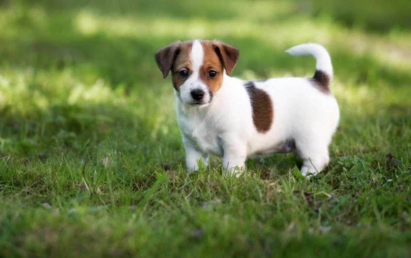 4 Month Old Jack Russell Terrier