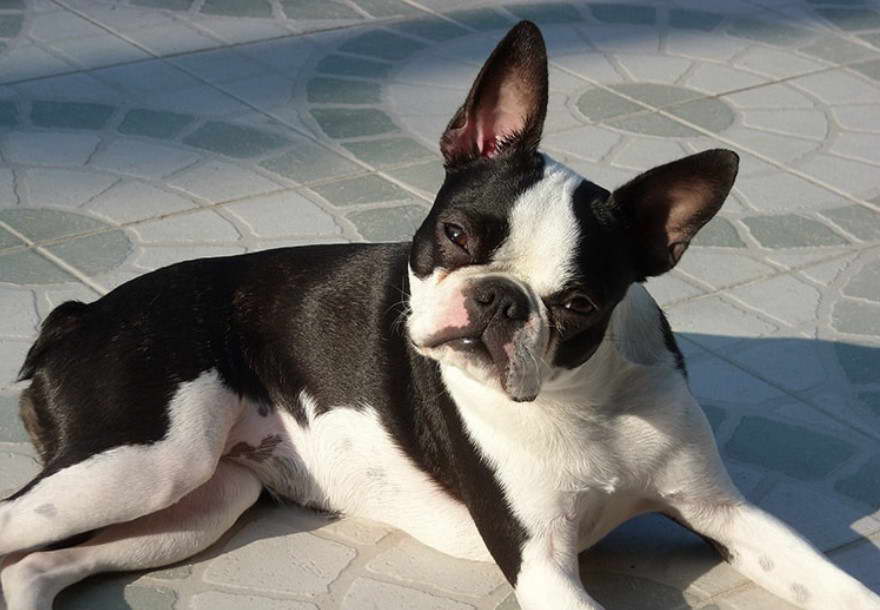 50 Pound Boston Terrier