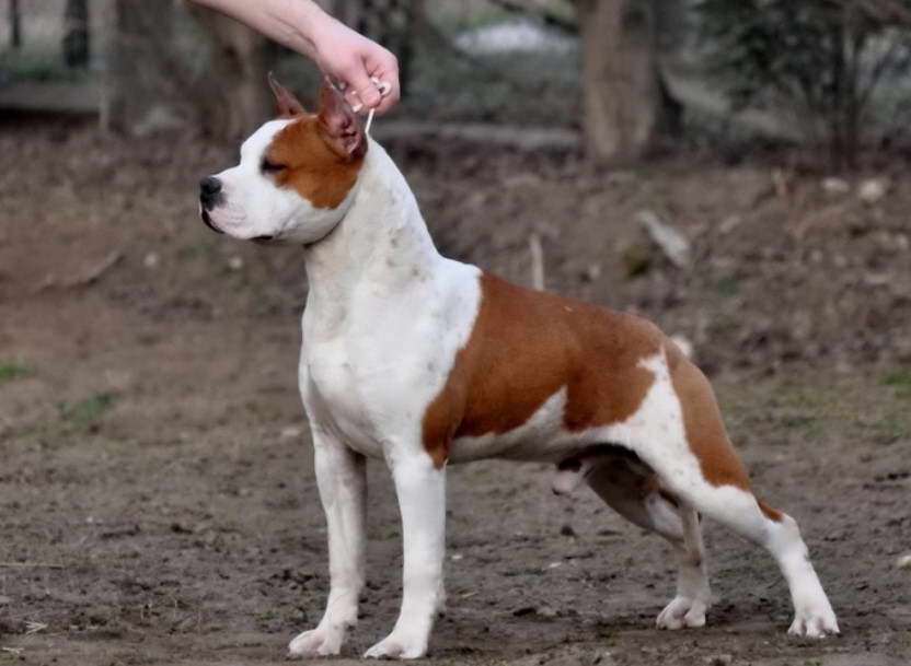 9 Month Old American Staffordshire Terrier