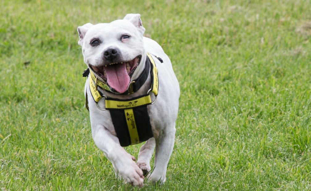 Absolute Bull Terrier Trust