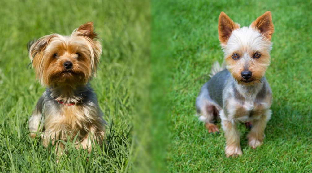 Adult Silky Terrier