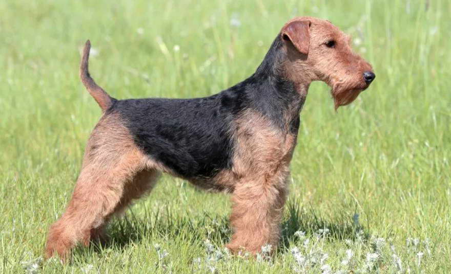 Airedale And Welsh Terrier