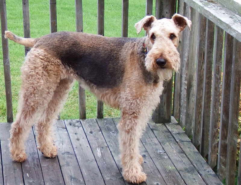 Airedale Terrier Breeders Nova Scotia